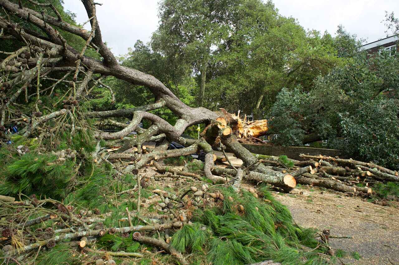 Tarboro, NC Tree Service Company